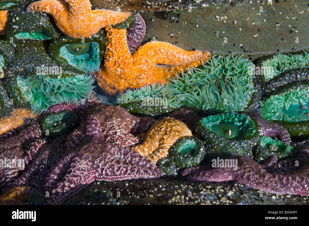 Les étoiles de mer et de l'ocre vert géant sur un mur de pierre apparente des anémones à marée basse Banque D'Images