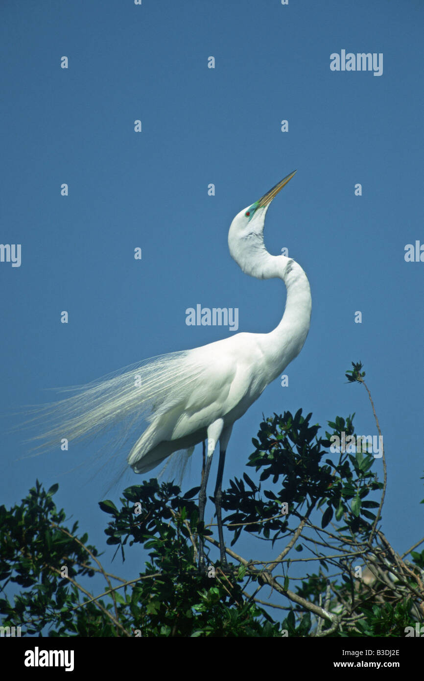 Grande aigrette Egretta alba ardea à parade nuptiale Silberreiher South Florida USA Venise Banque D'Images