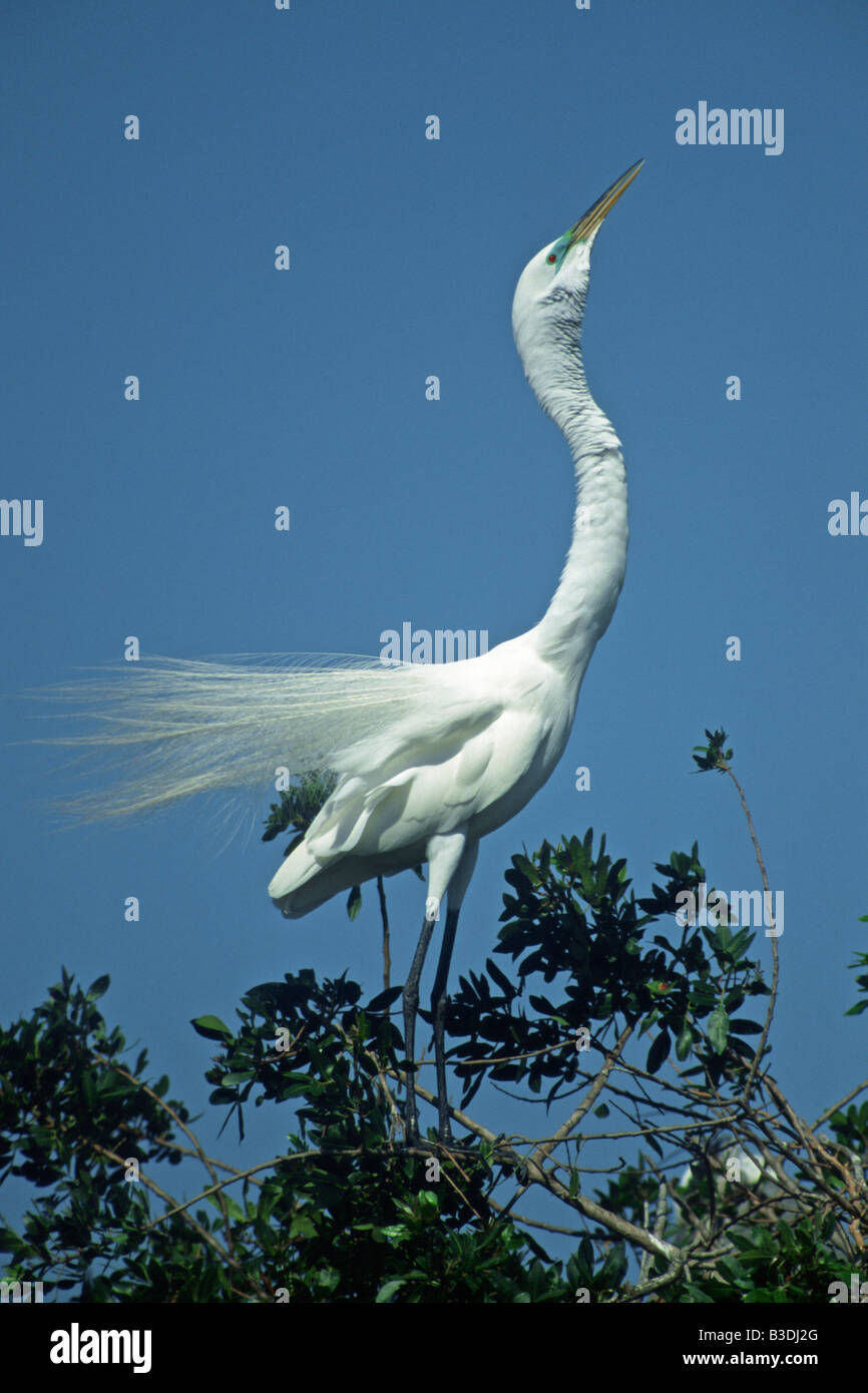 Grande aigrette Egretta alba ardea à parade nuptiale Silberreiher South Florida USA Venise Banque D'Images