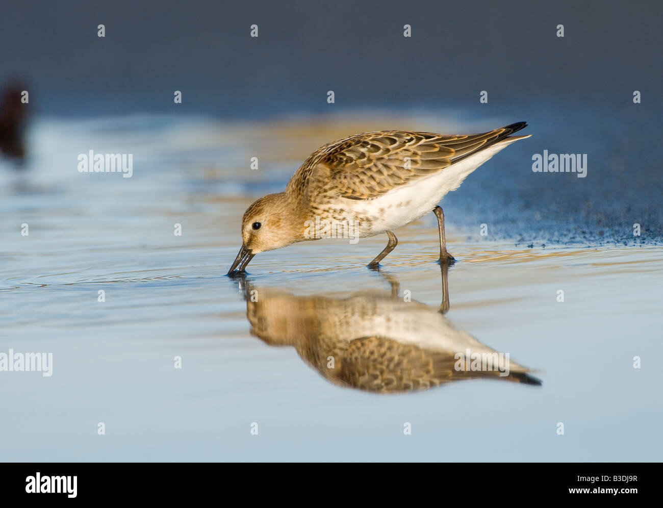 Alpenstrandlaeufer le bécasseau variable Calidris alpina Banque D'Images