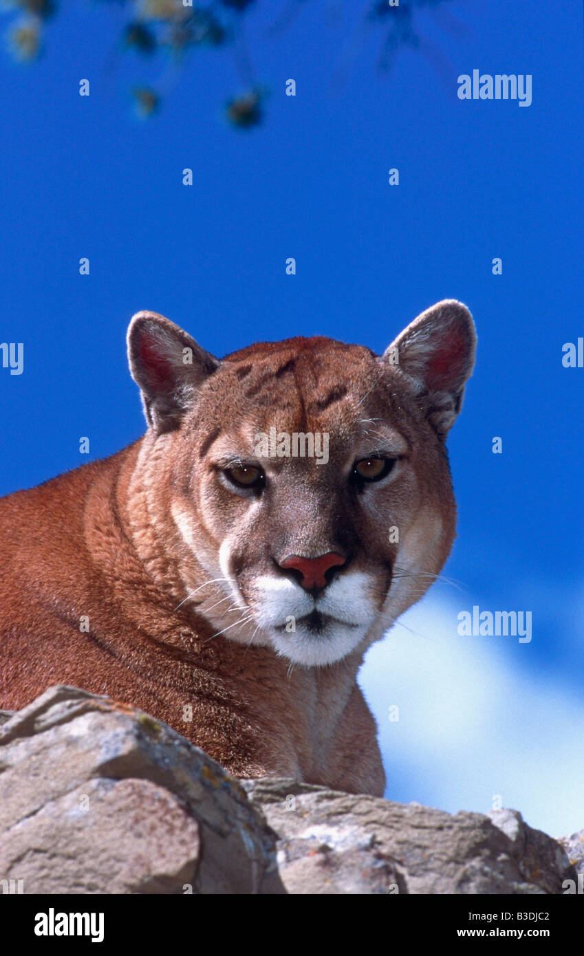 puma en usa
