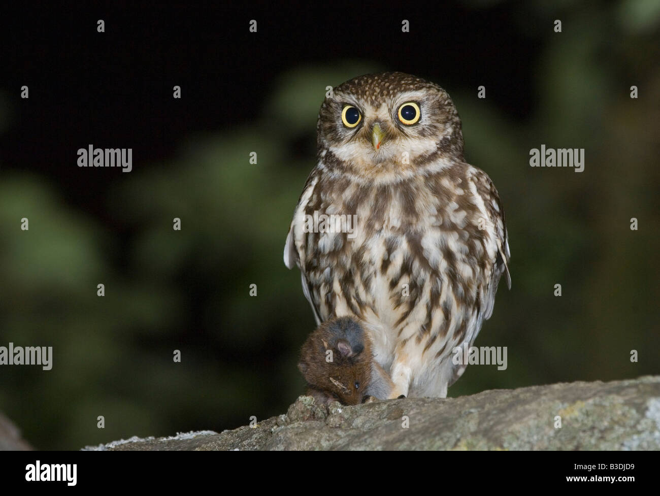 Chouette chevêche Athene noctua Steinkauz allemagne Banque D'Images