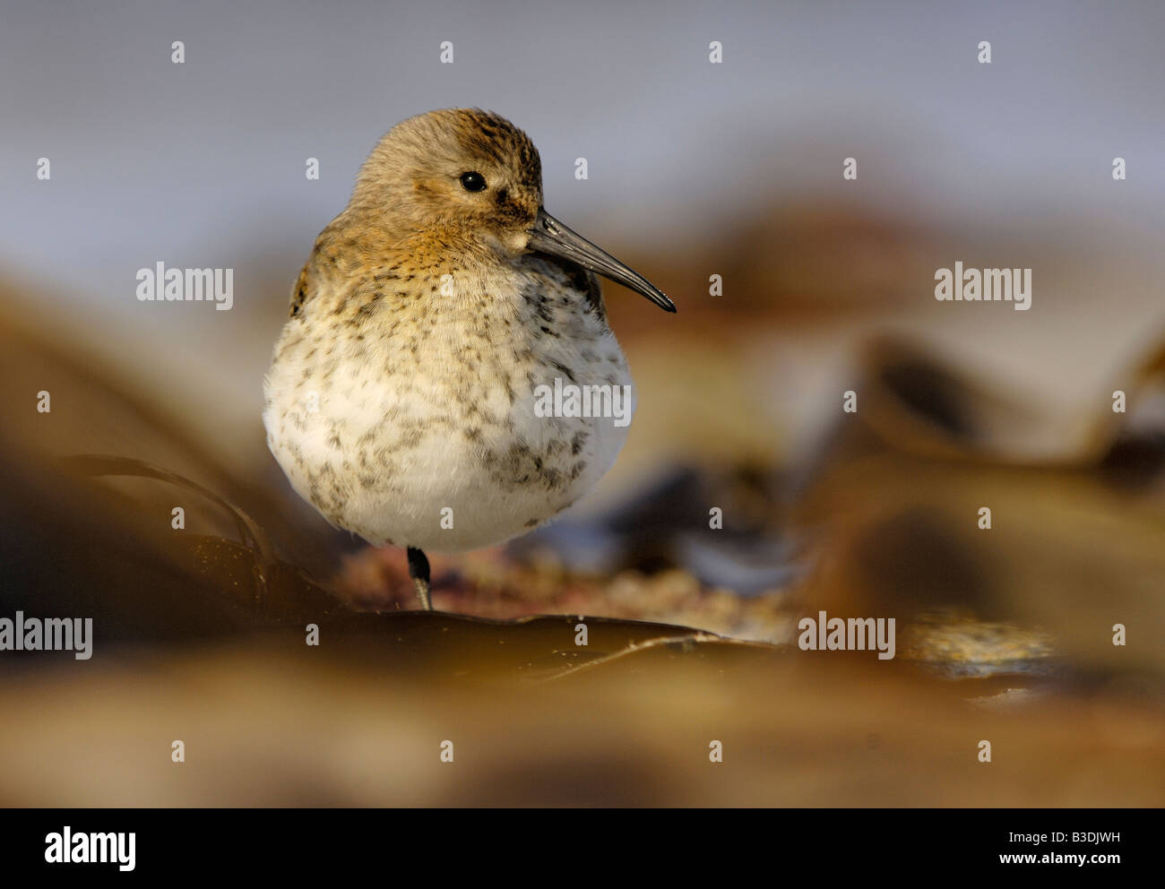 Alpenstrandlaeufer le bécasseau variable Calidris alpina Banque D'Images