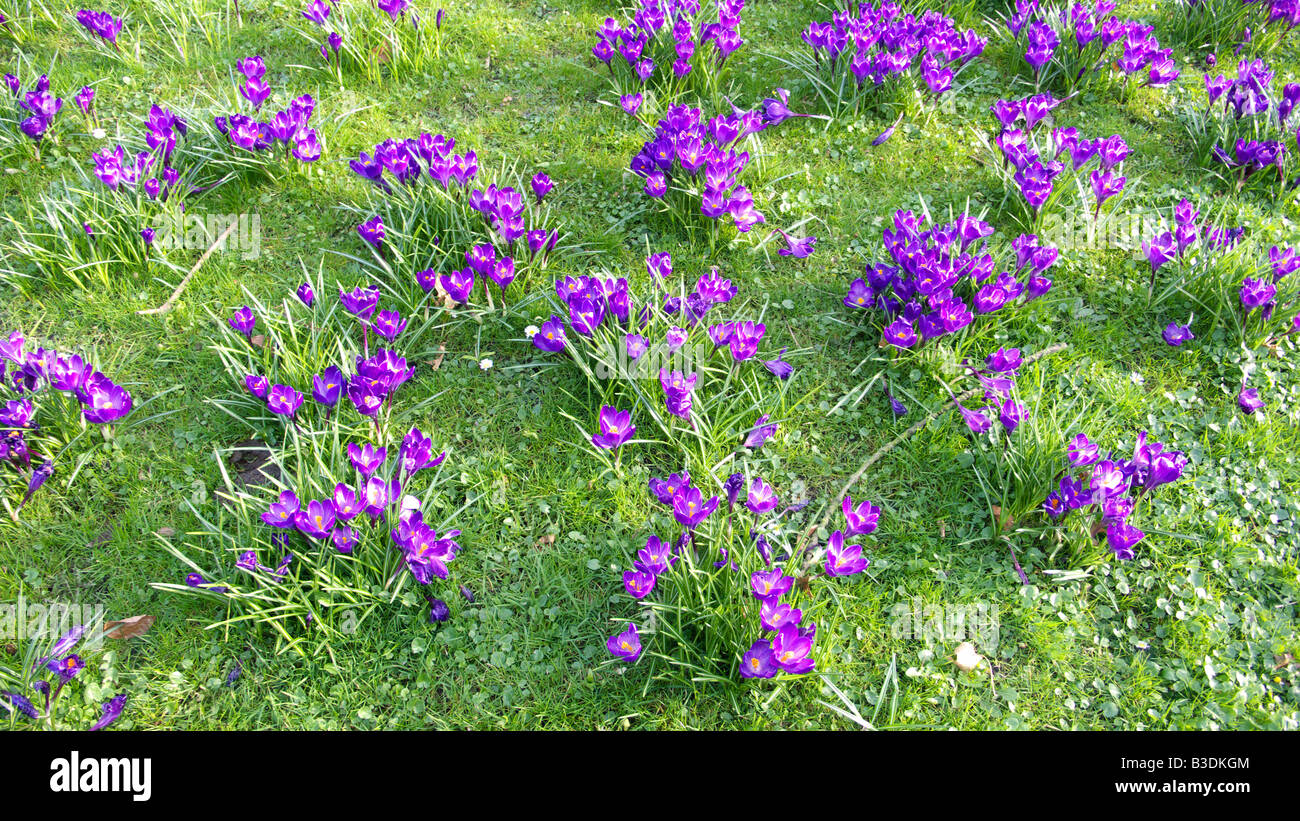 Fruehlingsbluete lilafarbene, Krokusse auf einer Wiese Banque D'Images