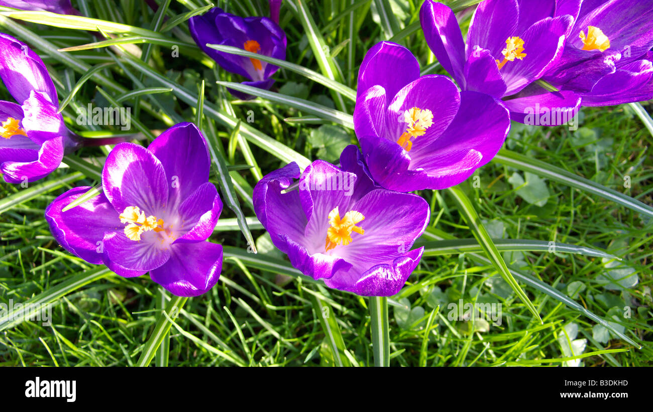 Fruehlingsbluete lilafarbene, Krokusse auf einer Wiese Banque D'Images