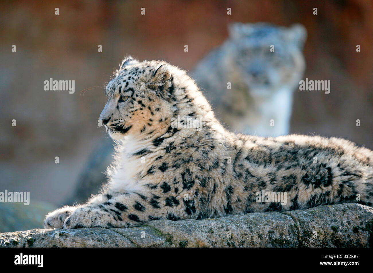 Irbis Schneeleopard unica Unica Panthera unica Snow Leopard Banque D'Images