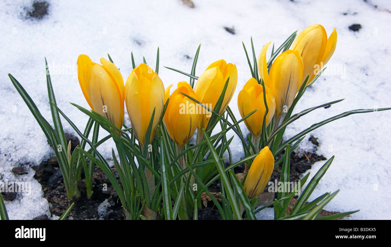 Nature, plantes, printemps, les crocus en fleurs dans la neige, jaune Crosus, Crocus aureus Banque D'Images