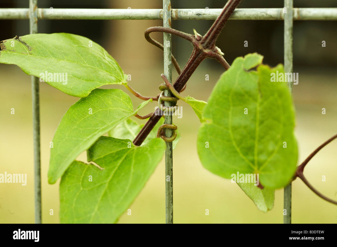 Les feuilles de vigne en métal acier enroulé autour de l'homme a fait une clôture en Angleterre Londres UK Banque D'Images