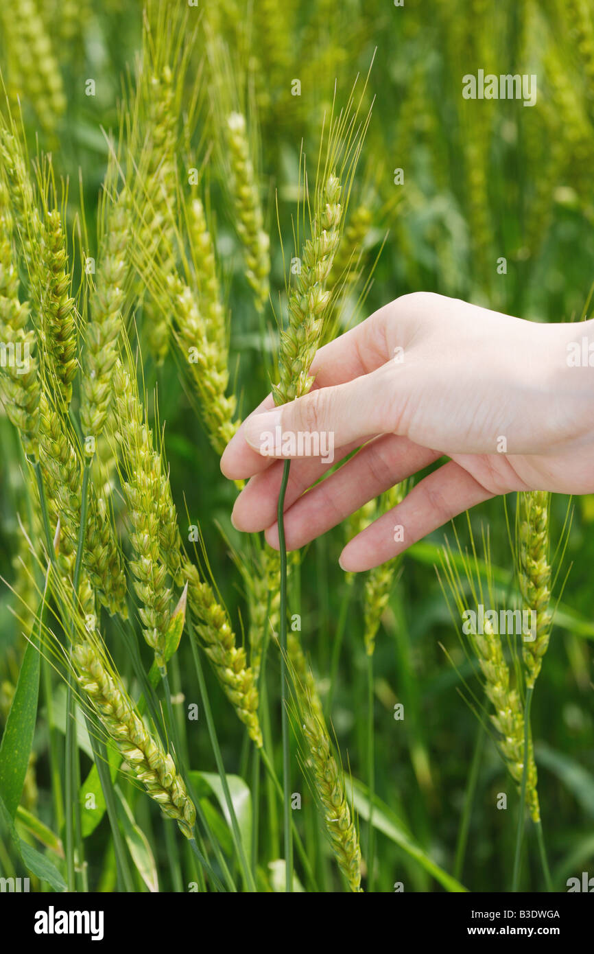 Part d'une personne touchant des plantes de blé Banque D'Images