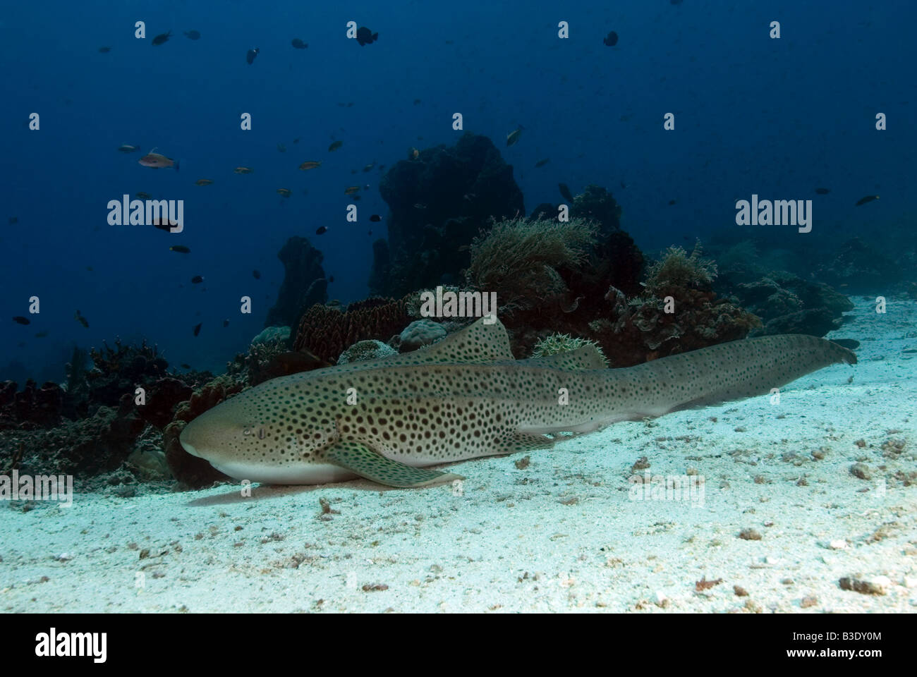 Requin léopard posée sur le fond sous l'eau Banque D'Images