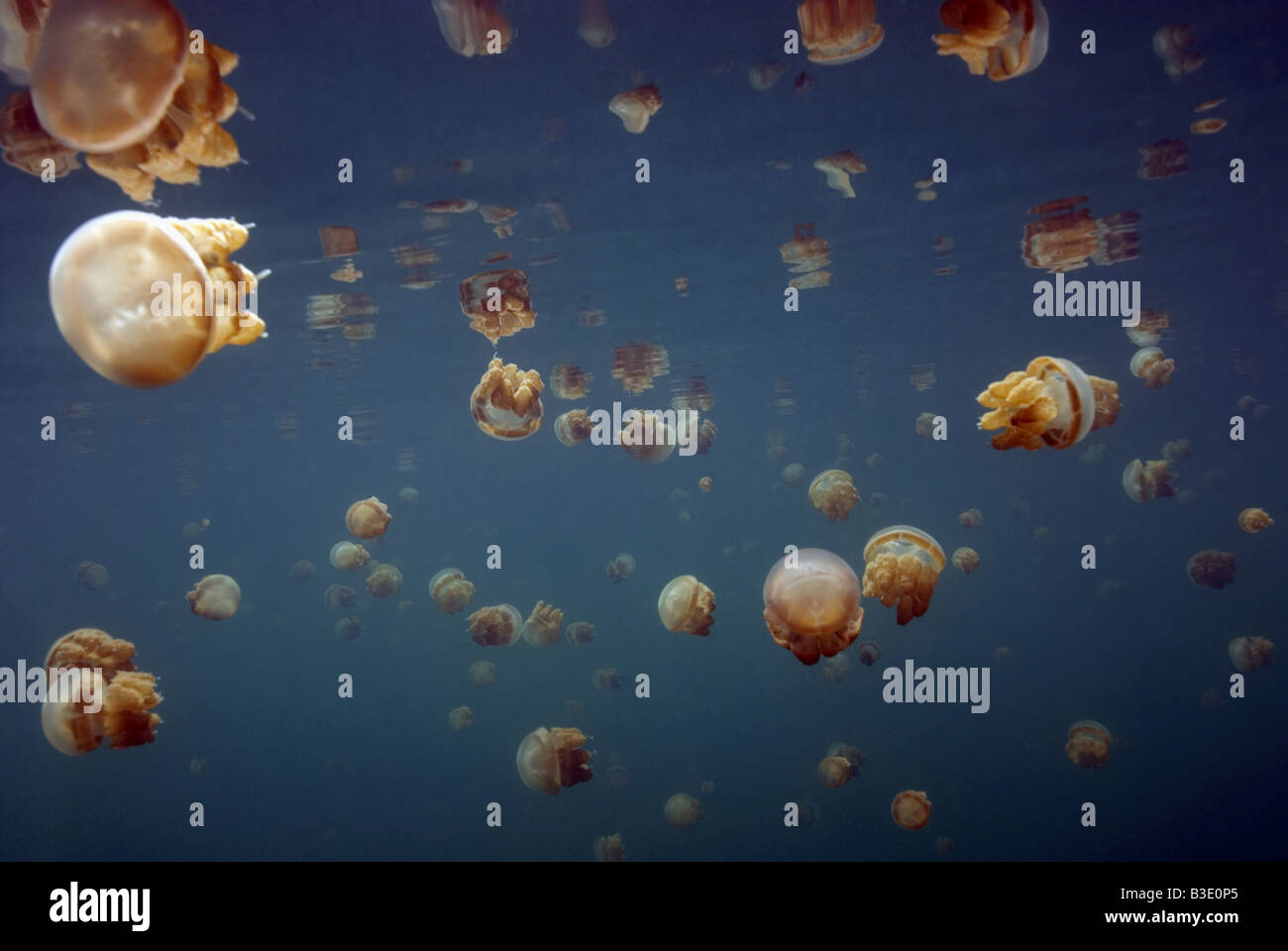 L'École de méduses urticantes non avec la réflexion à la surface du lac Kakaban sous l'eau Banque D'Images