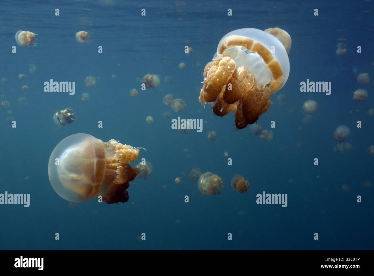 L'École de méduses urticantes non près de la surface dans le lac Kakaban sous l'eau Banque D'Images