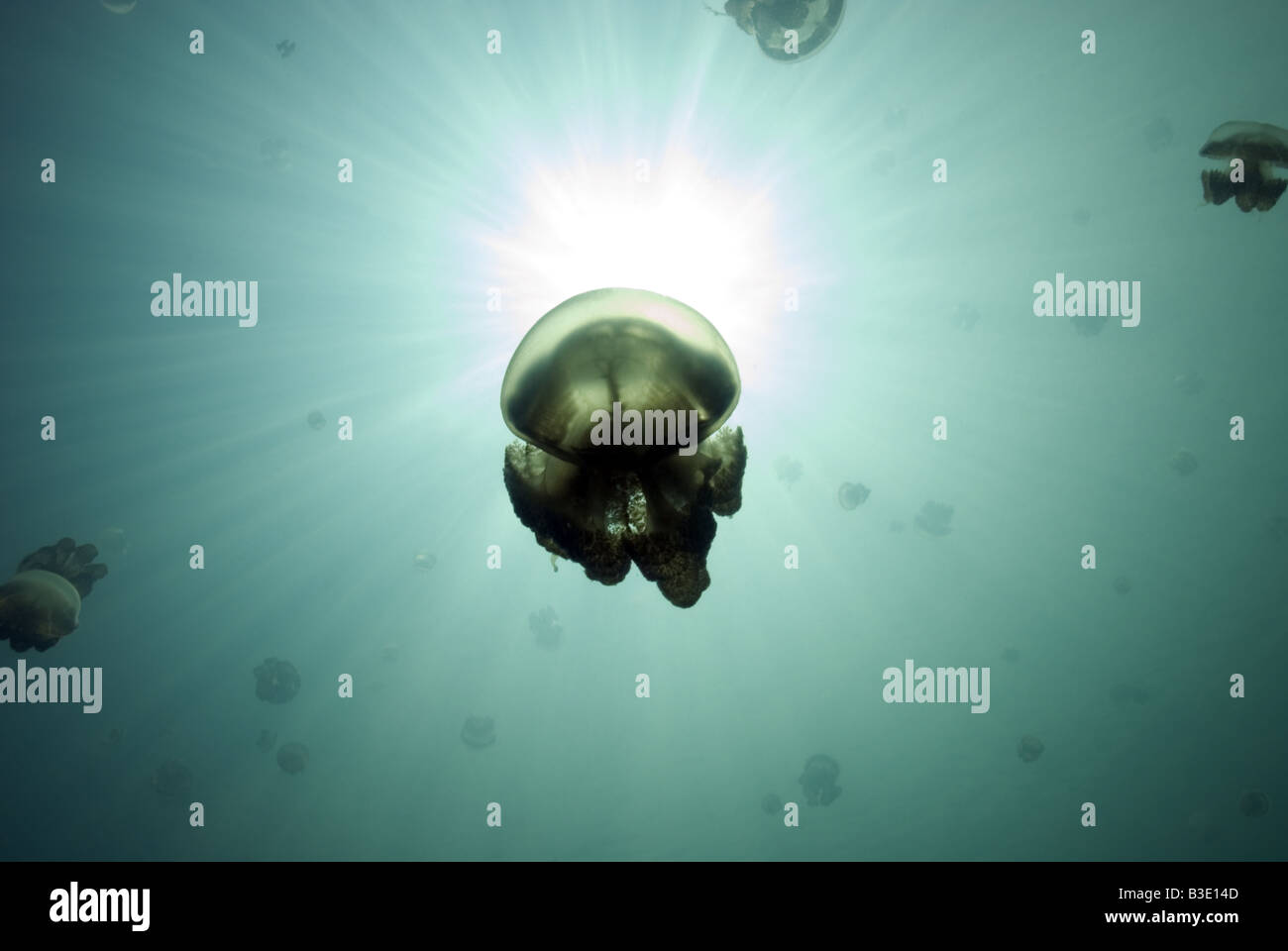 L'École de méduses urticantes non découpé sur un lac en sunburst Kakaban sous l'eau Banque D'Images
