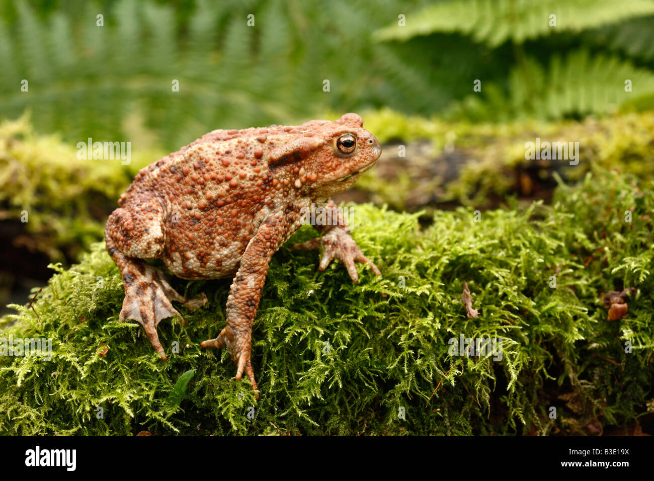 Crapaud commun Bufo bufo Midlands Summer Banque D'Images