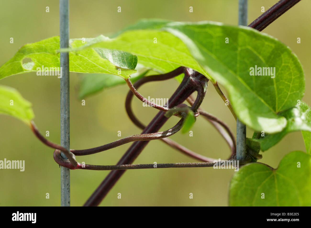 Les feuilles de vigne en métal acier enroulé autour de l'homme a fait une clôture en Angleterre Londres UK Banque D'Images