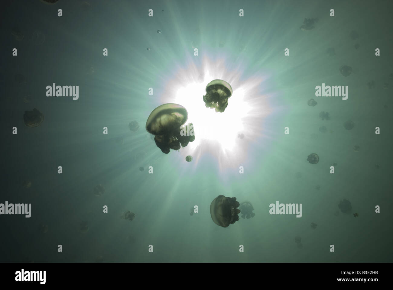 L'École de méduses urticantes non découpé sur un lac en sunburst Kakaban sous l'eau Banque D'Images