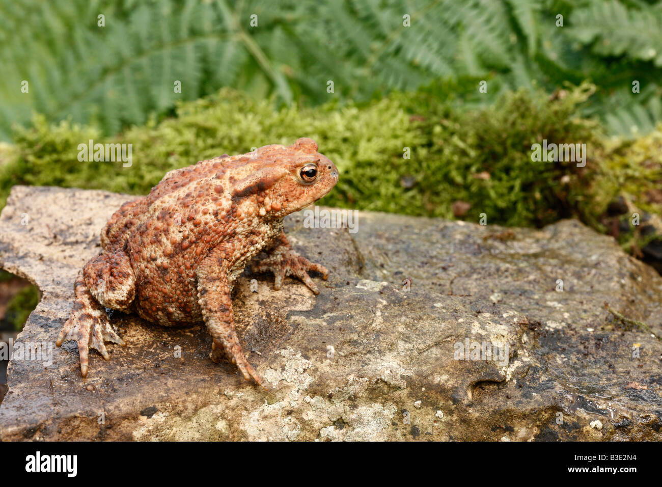 Crapaud commun Bufo bufo Midlands Summer Banque D'Images