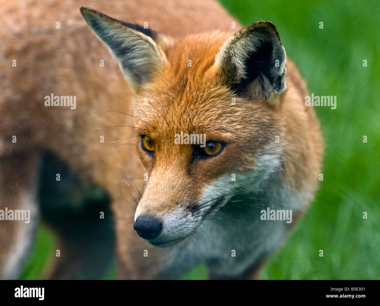 European Red Fox (Vulpes vulpes) Banque D'Images