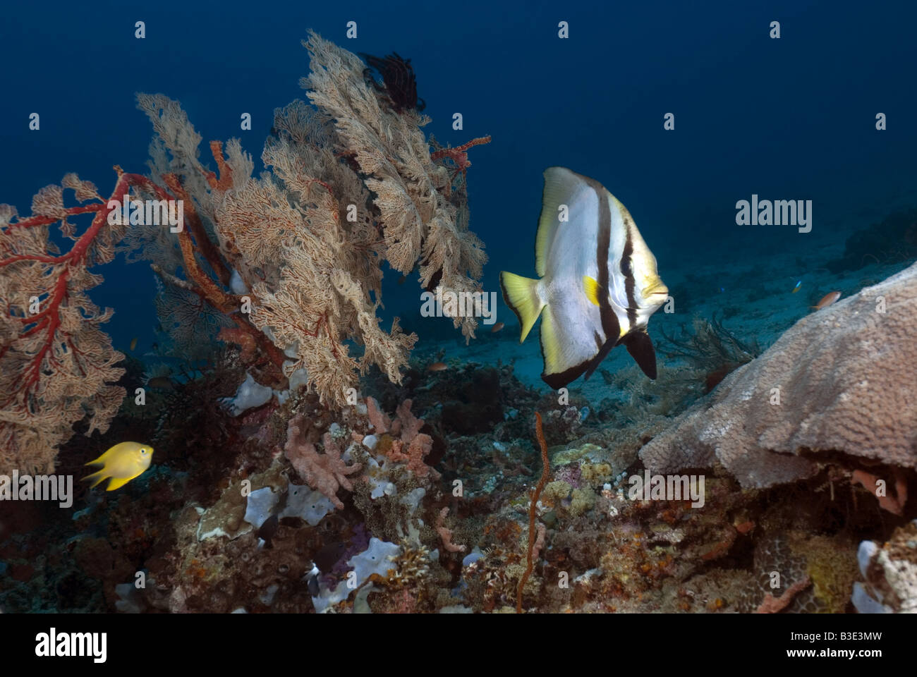 Platax piscine à côté d'un récif de corail sur les gorgones avec fond bleu sous l'eau Banque D'Images