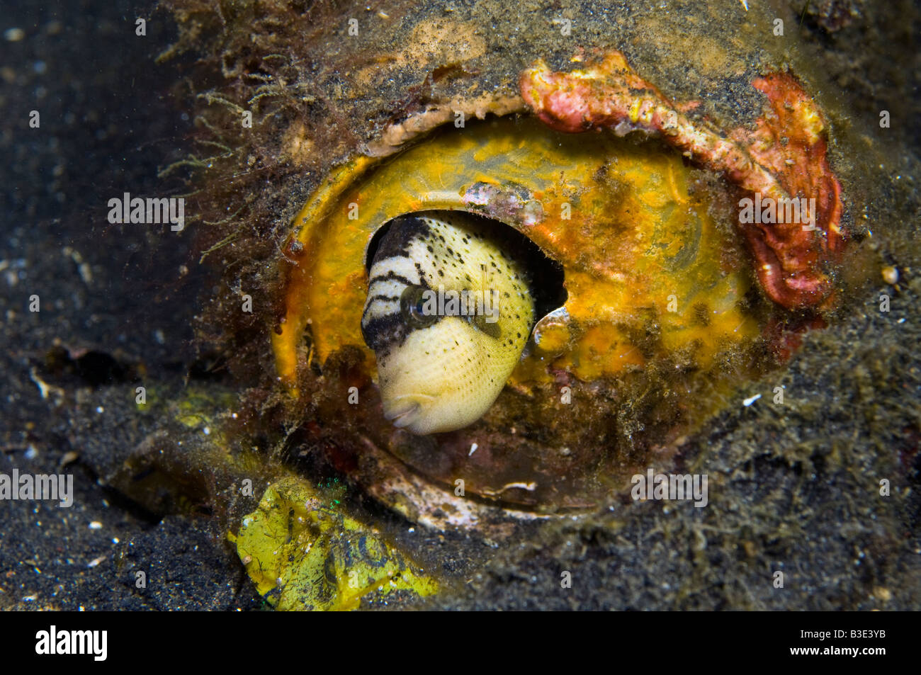 Titan Balistoides viridescens juvénile de déclenchement se cacher à l'intérieur d'une boite de conserve dans le Détroit de Lembeh Indonésie Banque D'Images