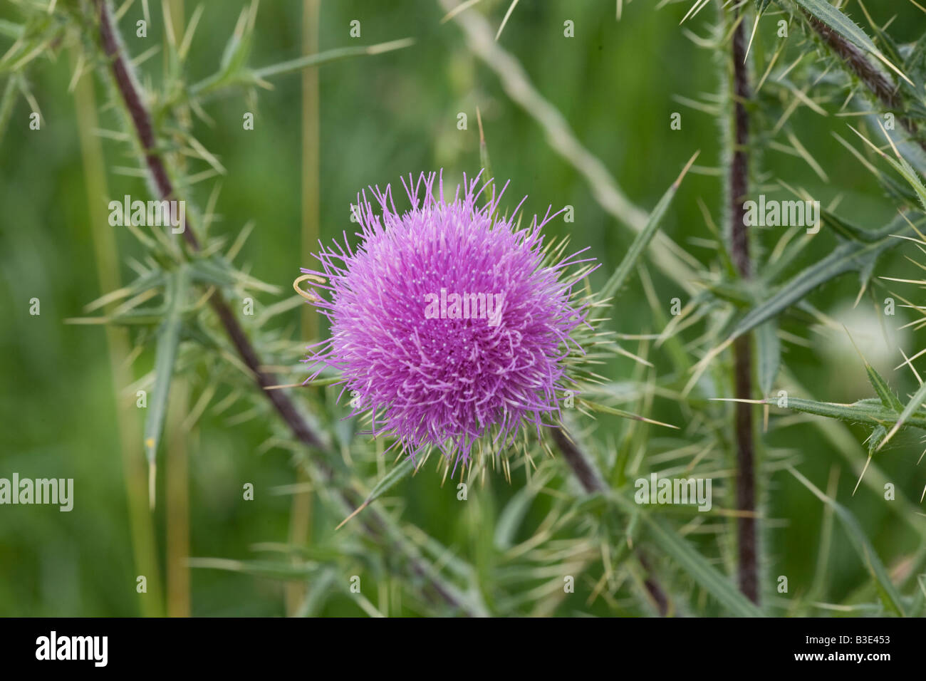 Récolte de végétaux vivaces chardon Banque D'Images