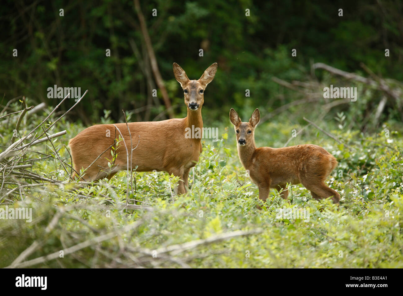 Le chevreuil Capreolus capreolus Midlands summer Banque D'Images