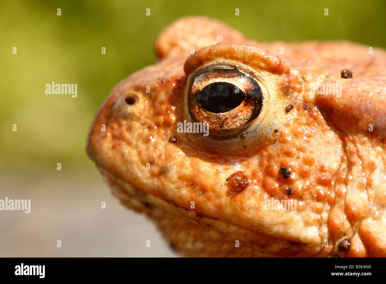 Crapaud commun Bufo bufo Midlands Summer Banque D'Images