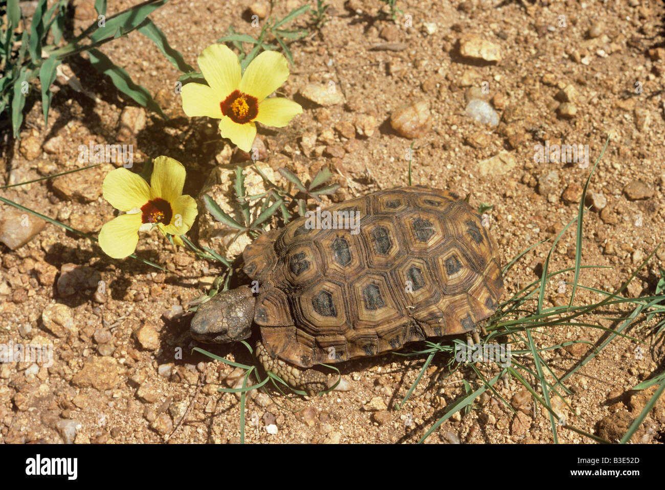 S Bell Kinixys erosa tortue articulée dans la savane de l'Afrique du Sud Banque D'Images