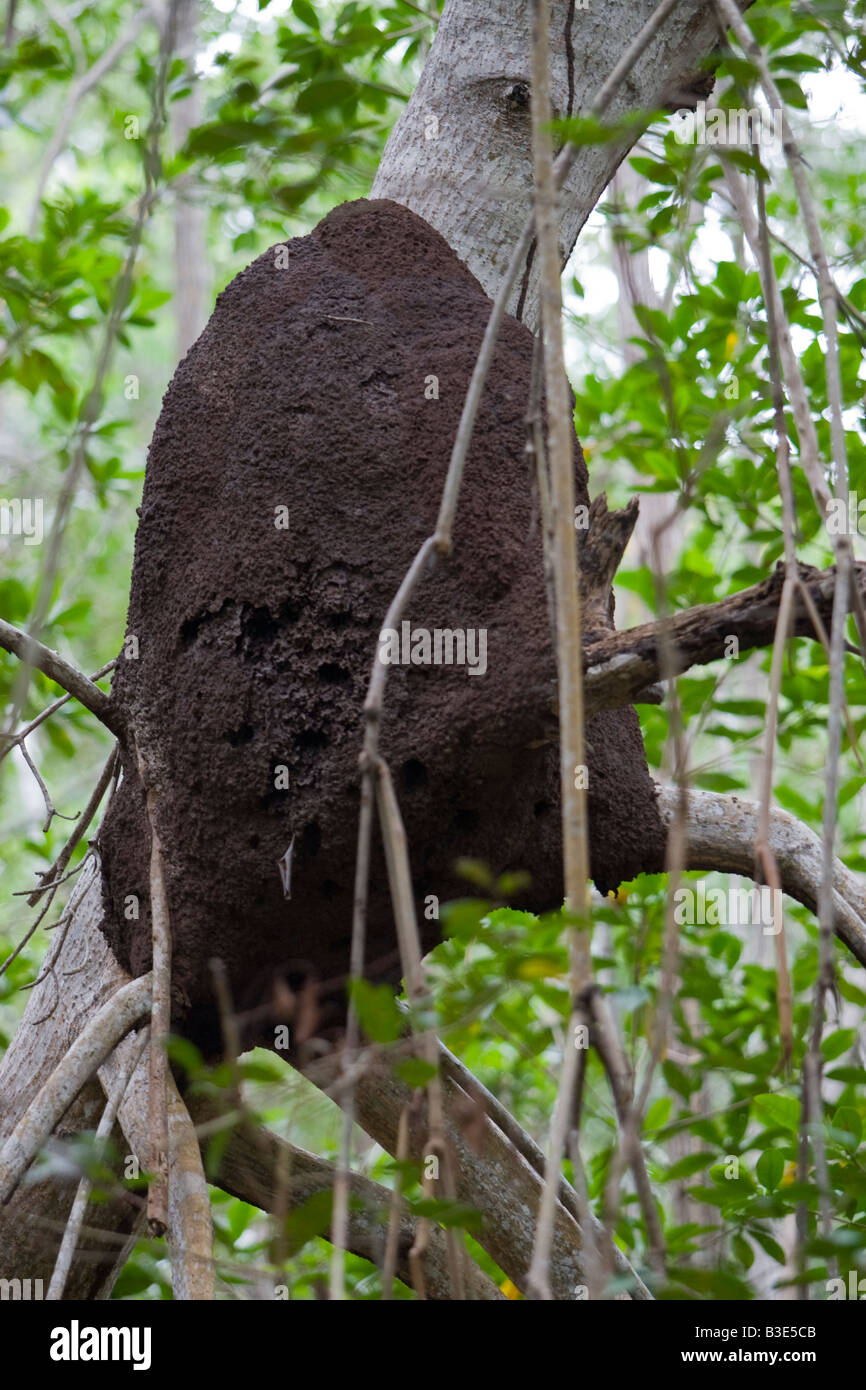 Une colonie de termites dans un arbre a Celestun Mexique Banque D'Images