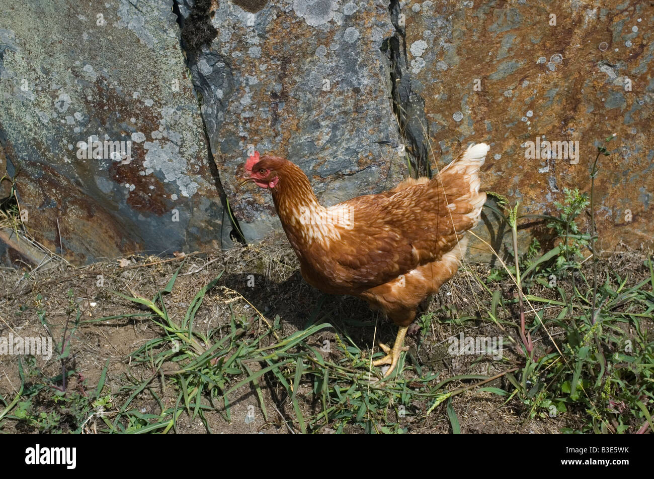 Hen CHEMIN DE ST JACQUES CAMINO DE SANTIAGO ou le Nord ou Route Côtière région Galice Espagne Banque D'Images