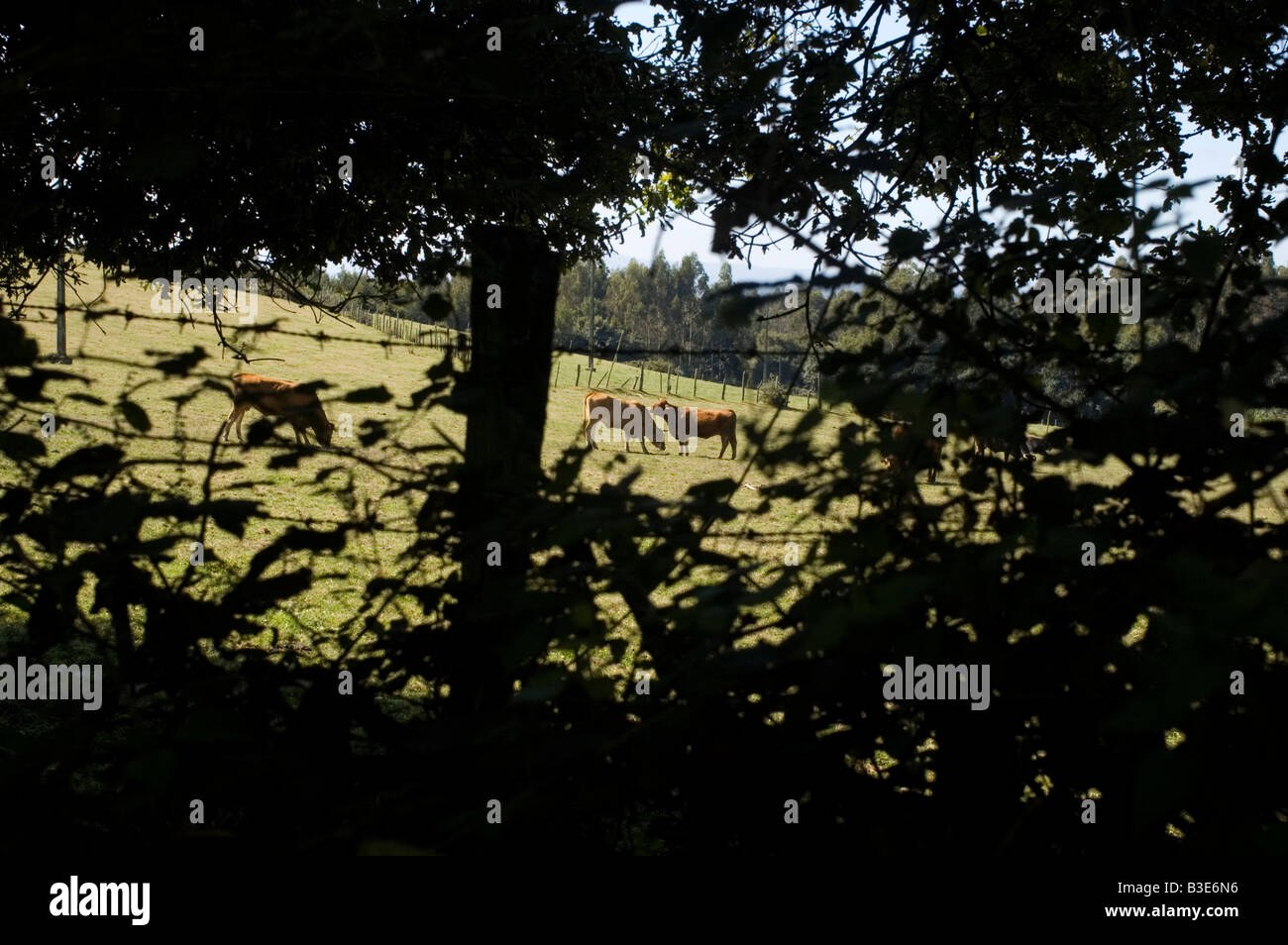 Les vaches CHEMIN DE Saint-jacques ou CAMINO DE SANTIAGO - la région Galice Espagne Banque D'Images