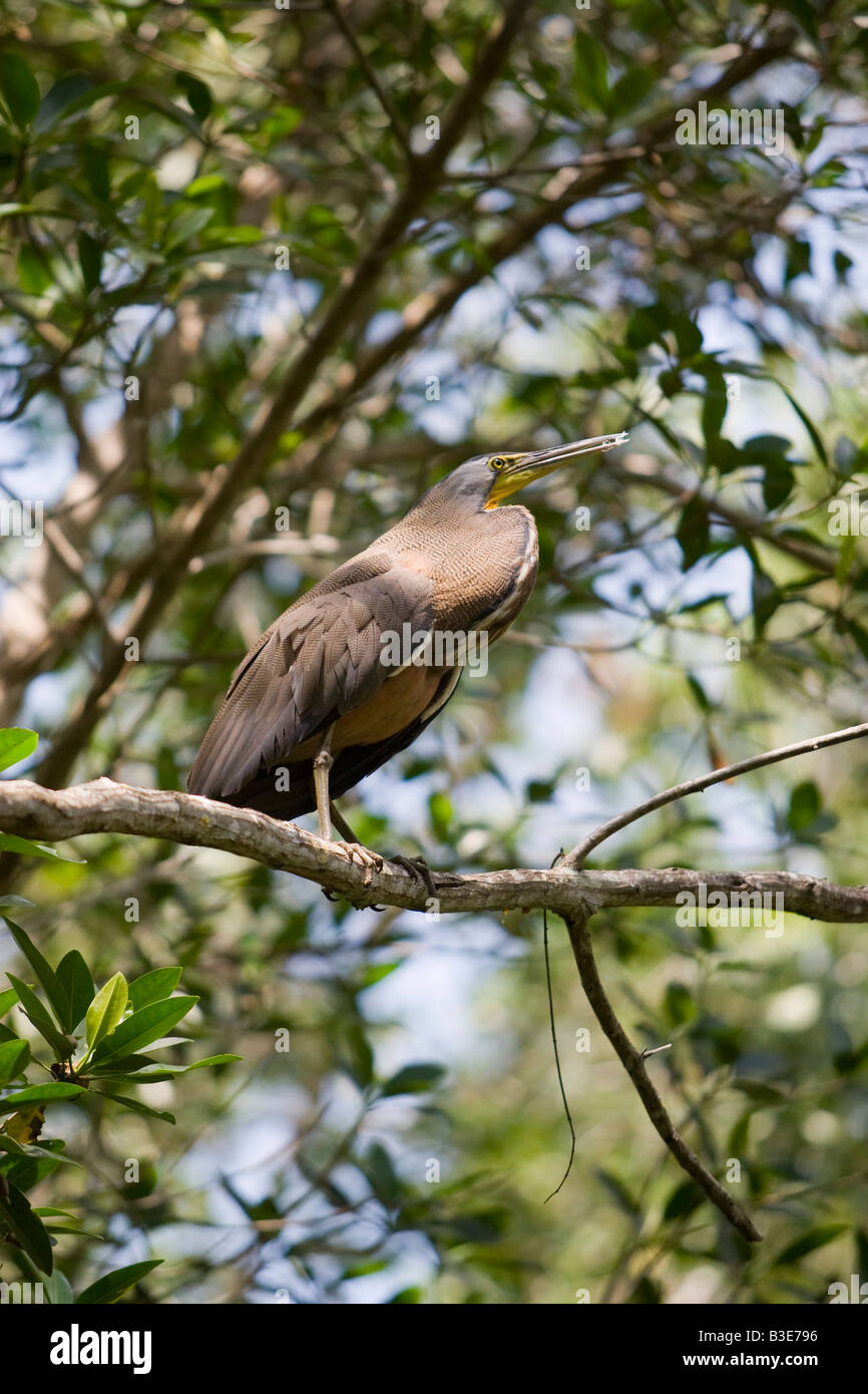 Une gorge nue tiger heron a Celestun Mexique Banque D'Images