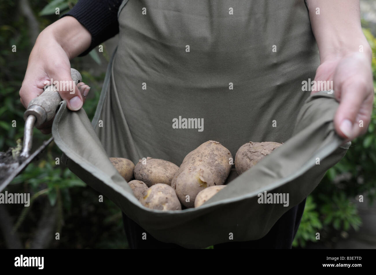 Femme porte des pommes de terre fraîches bio dans son tablier Banque D'Images