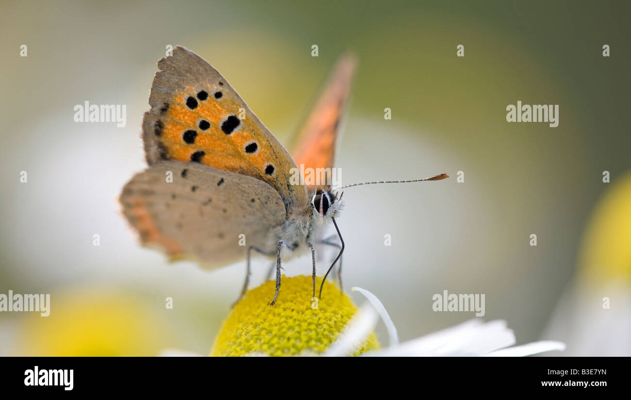 Petite commune de cuivre ou de cuivre (Lycaena phlaeas), un papillon volant qu'avec des ailes antérieures de couleur cuivre Banque D'Images