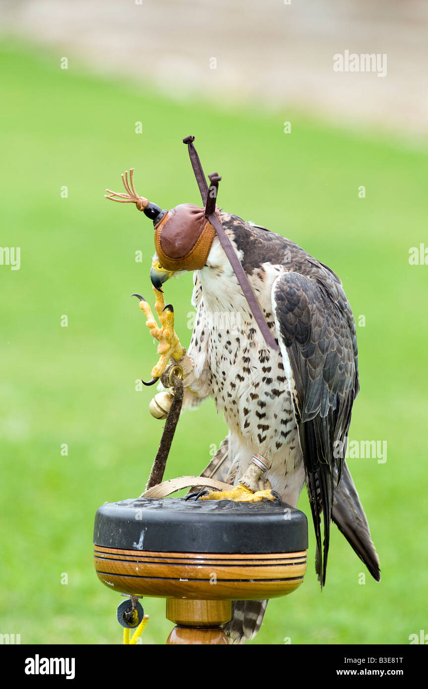 Faucon lanier Falco biarmicus sur un perchoir d'avoir une rayure Banque D'Images