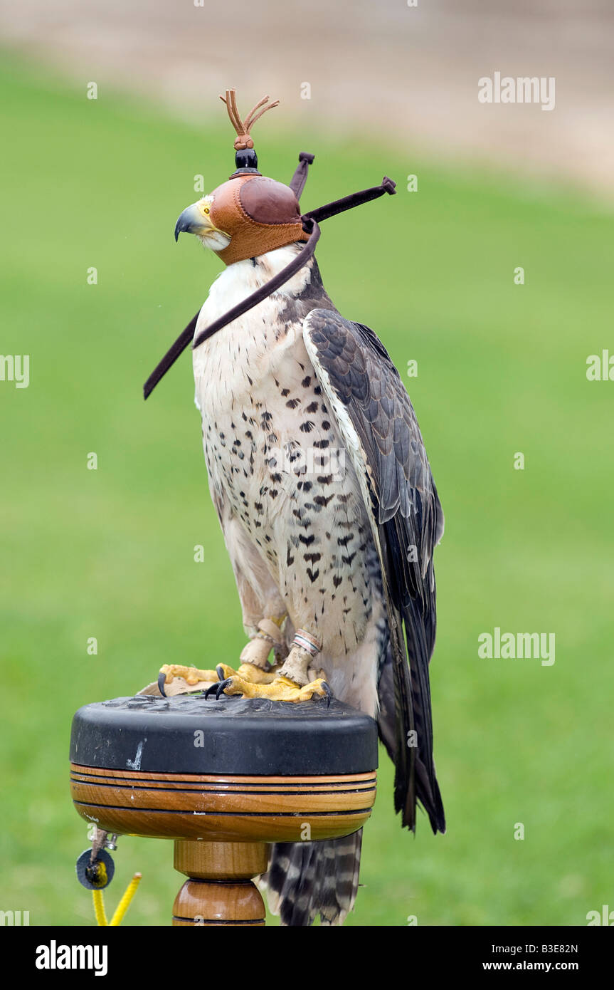 Faucon lanier Falco biarmicus sur un perchoir Banque D'Images