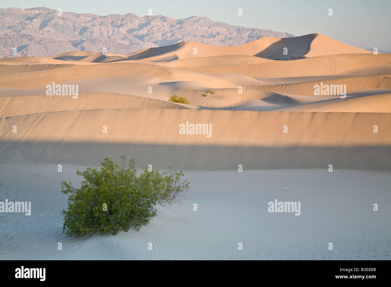 Une plante survit les dunes de sable du désert, le climat, la vallée de la mort. Banque D'Images