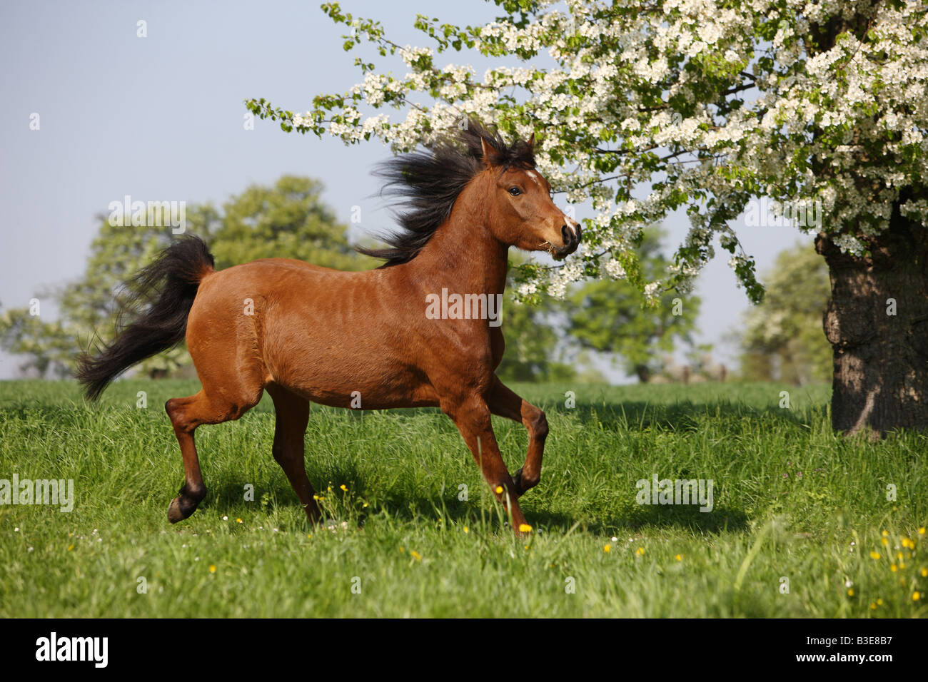 Cheval Arabe - trotting on meadow Banque D'Images