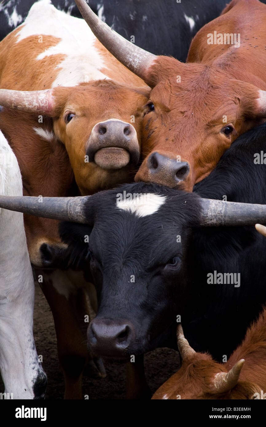 Longhorn Cattle dans un stylo sur un ranch du Colorado. Banque D'Images