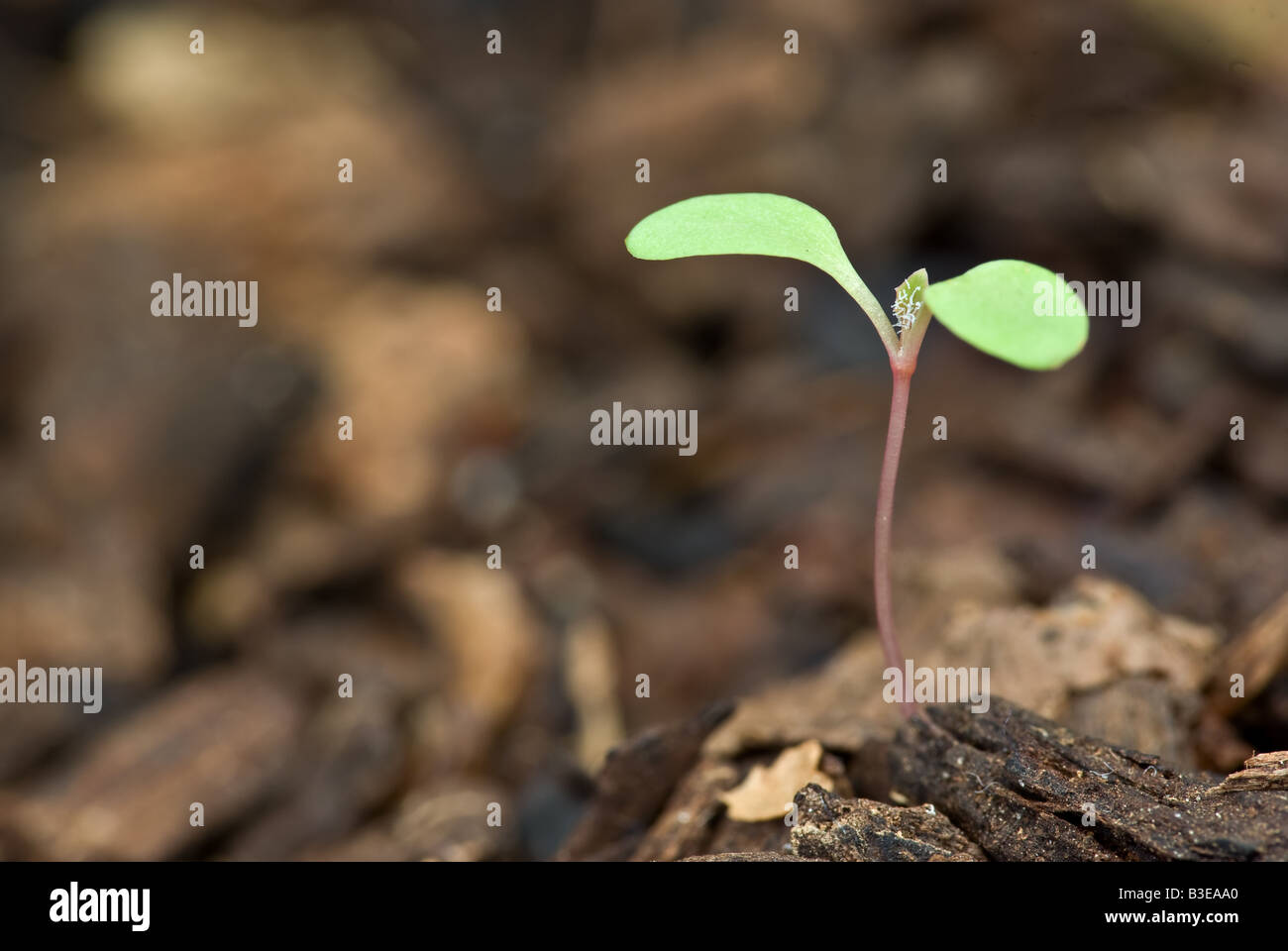 Belle image de concept petit plant sprout Banque D'Images