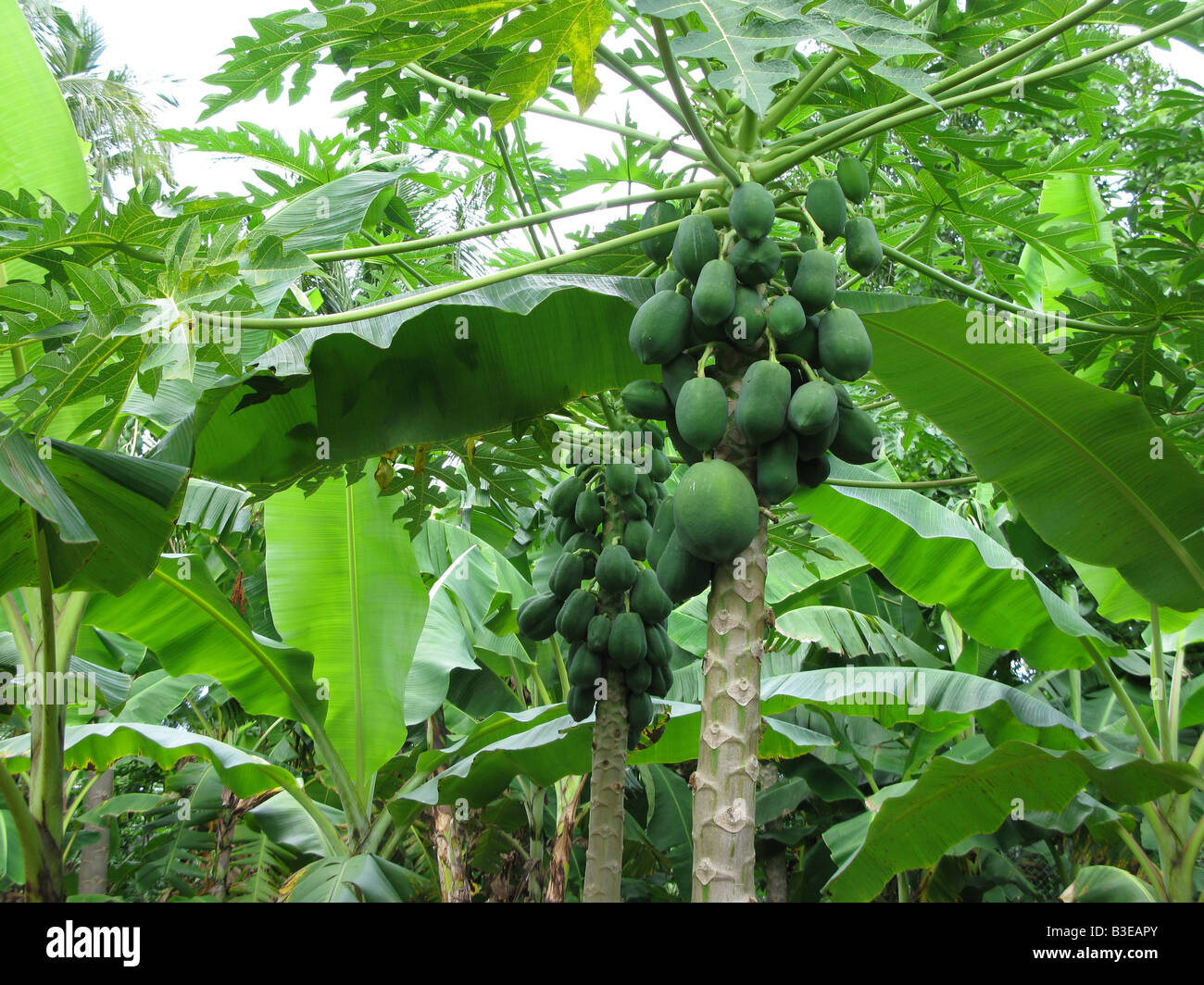 Papaye (Carica papaya) croissant dans une plantation l'état de sucre au