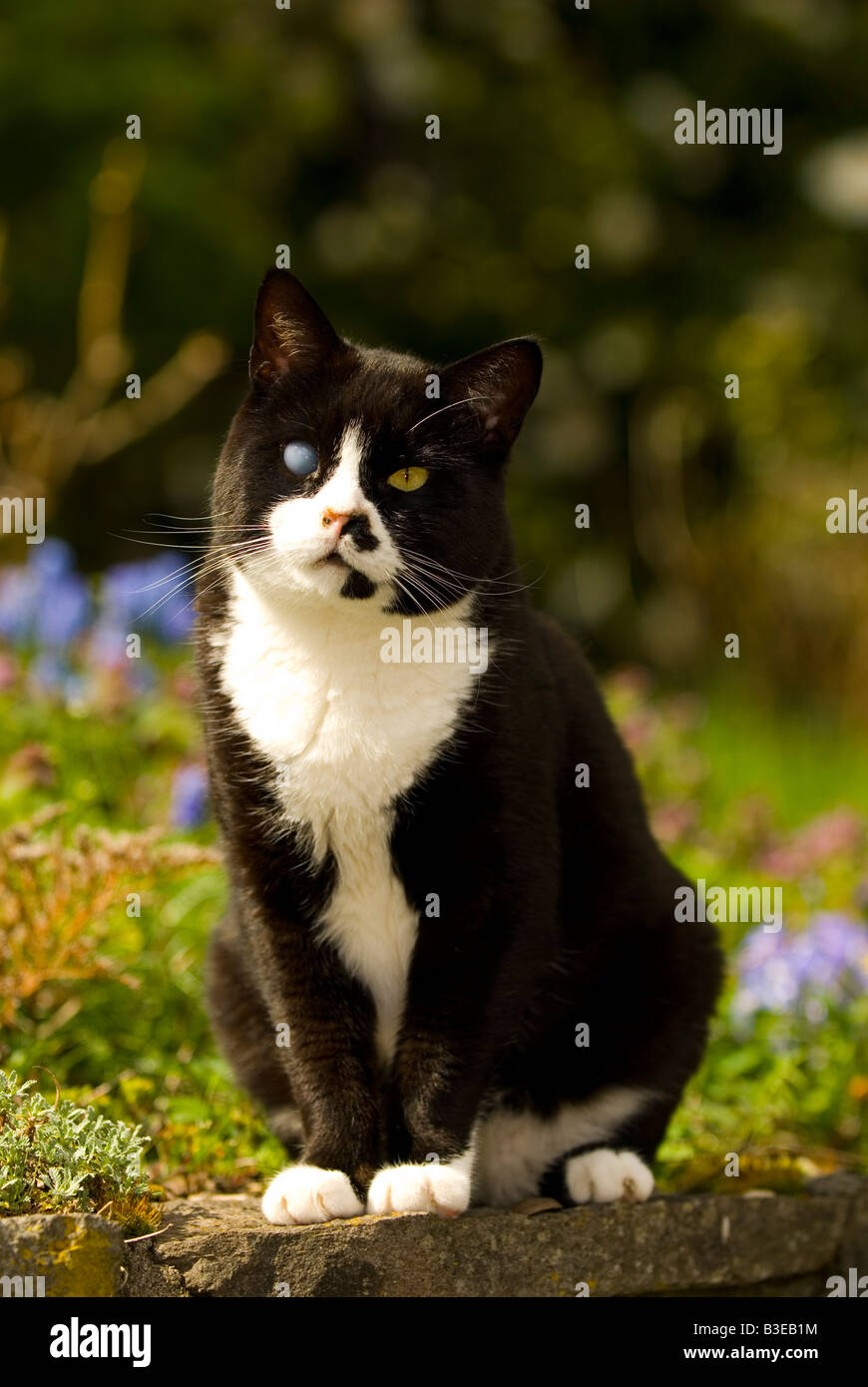 Aveugle D Un œil De Chat Apres Le Renversement Par Une Voiture Laid Mais Adorable Fin Petlessness Un Message De Campagne De La Humane Society Photo Stock Alamy Aveugle D Un œil De Chat Apres Le Renversement Par Une Voiture Laid Mais Adorable Fin Petlessness Un Message De Campagne De La Humane Society Photo Stock Alamy