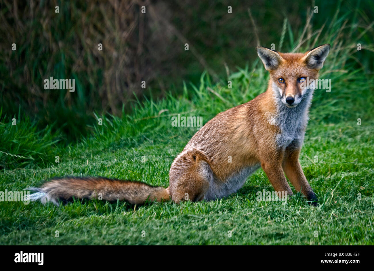 Les jeunes Red Fox (Vulpes vulpes) assis, UK Banque D'Images