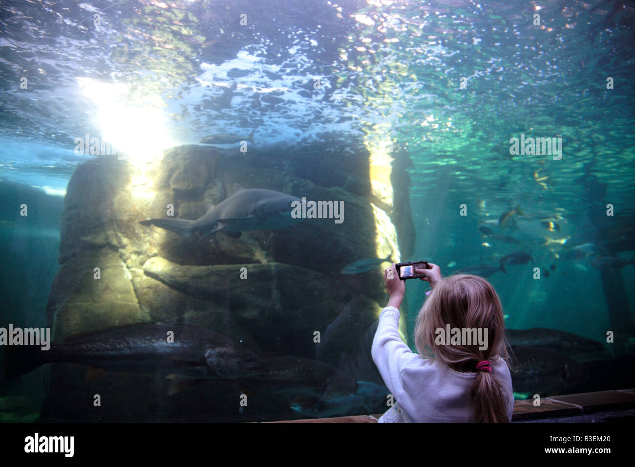 Jeune fille prenant photo de Ragged Tooth shark dans l'aquarium avec un téléphone mobile Nokia Banque D'Images