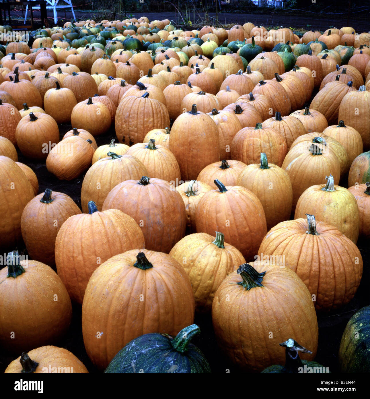 Botanique, squash, (Cucurbita), Dilleniidae Violales,, Cucurbitaceae, moelle, fruits, citrouille, Banque D'Images