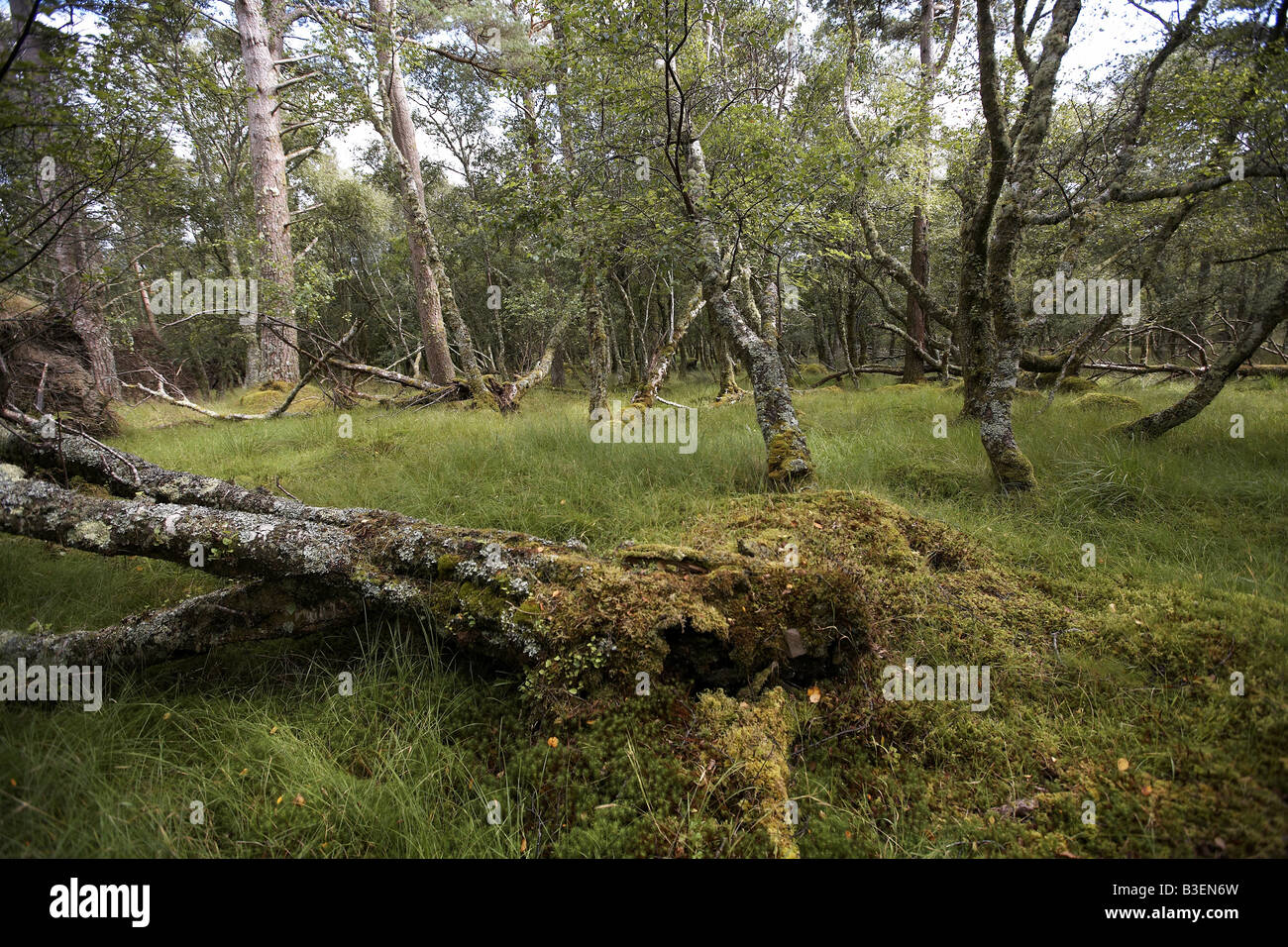 Le bois à l'extrémité nord du Jura, vestiges de forêts anciennes qui recouvrait l'île Banque D'Images