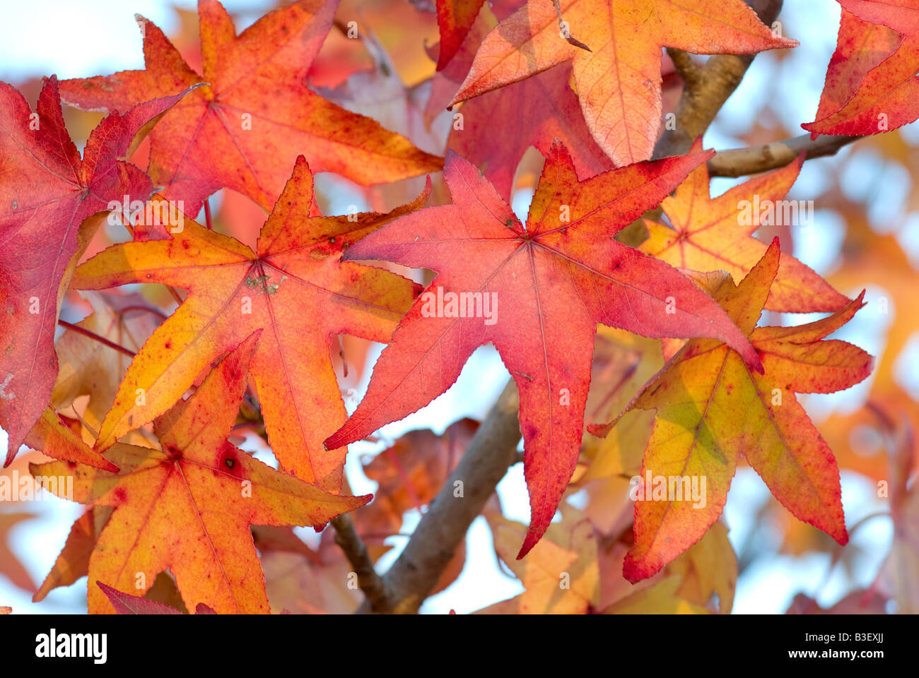 Grande image de belles feuilles d'automne rouge et orange Banque D'Images