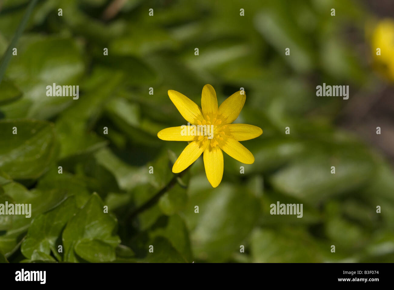 Ficaria verna Huds Lesser celandine Ranunculus ficaria Banque D'Images