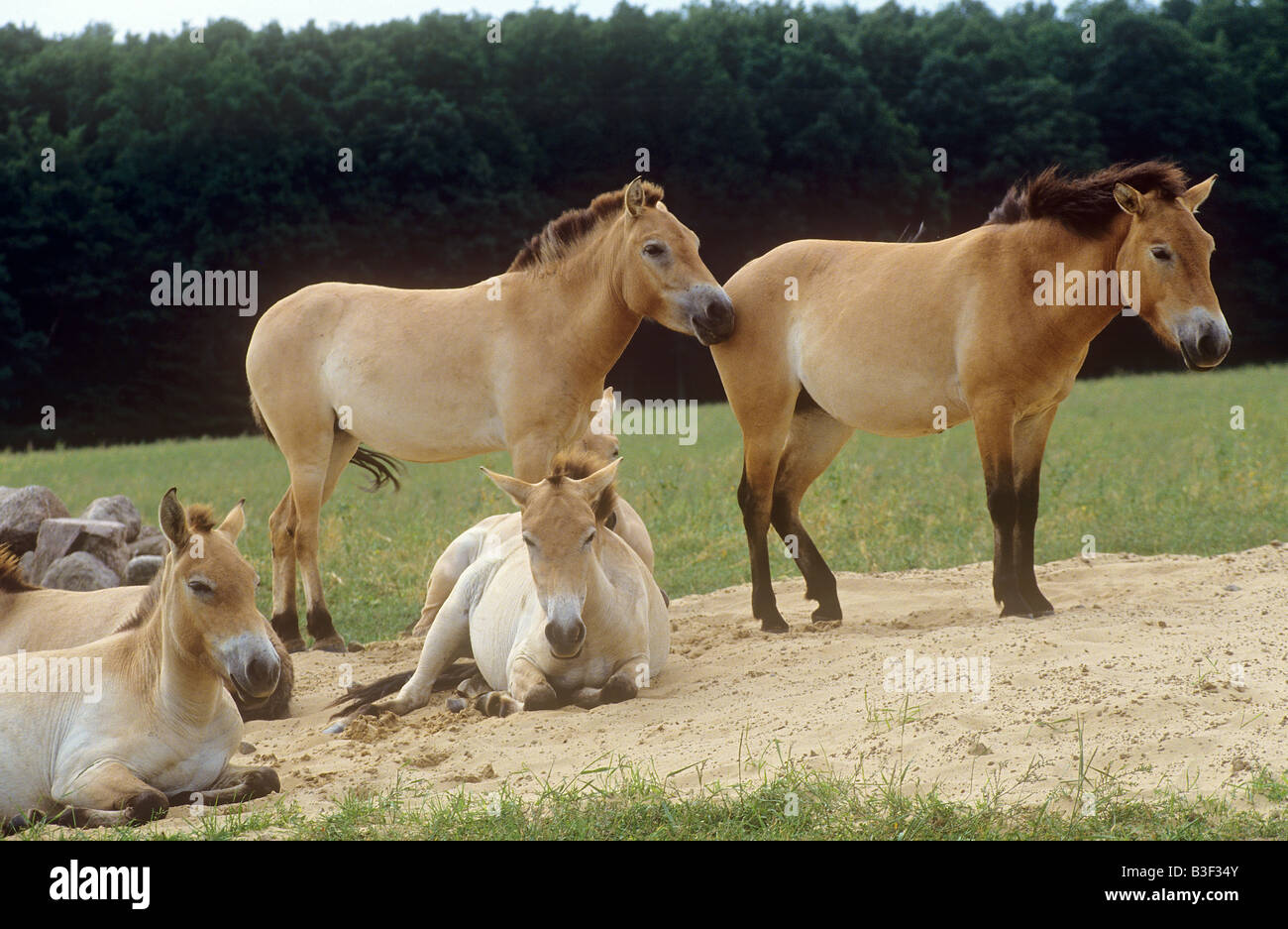 Troupeau de chevaux de Przewalski Banque D'Images