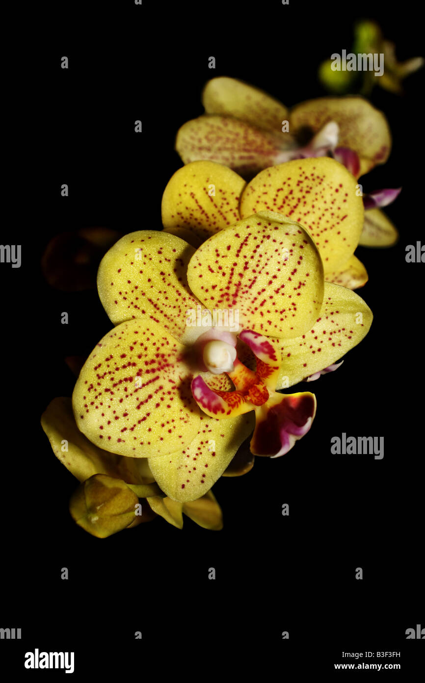 Macro Orchidée jaune Banque D'Images